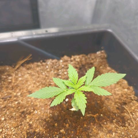 Bruce banner auto growlog timeline photo