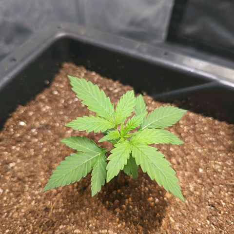 Aleatória auto ( dentista seeds) growlog timeline photo