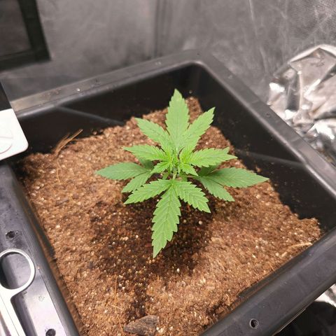 Bruce banner auto growlog timeline photo