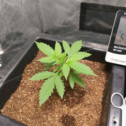 Aleatória auto ( dentista seeds) growlog timeline photo