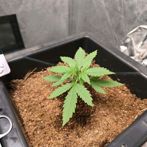 Bruce banner auto growlog timeline photo
