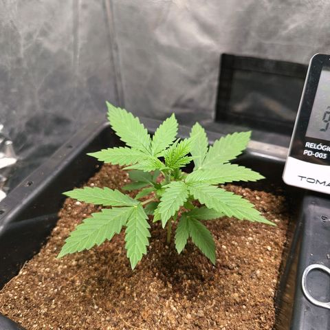 Aleatória auto ( dentista seeds) growlog timeline photo