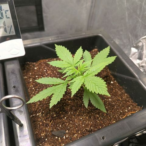 Bruce banner auto growlog timeline photo
