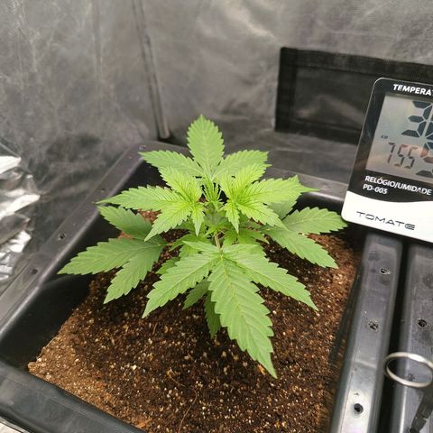 Aleatória auto ( dentista seeds) growlog timeline photo