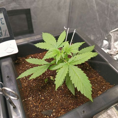 Bruce banner auto growlog timeline photo