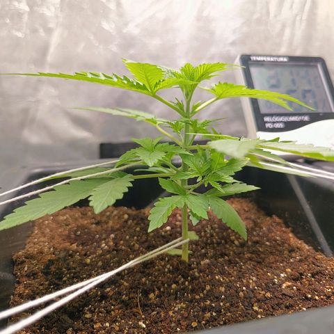 Aleatória auto ( dentista seeds) growlog timeline photo