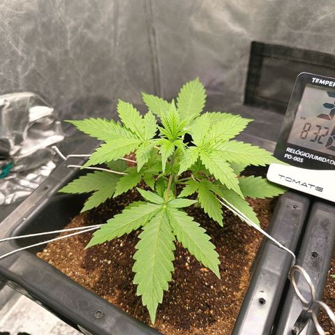 Aleatória auto ( dentista seeds) growlog timeline photo
