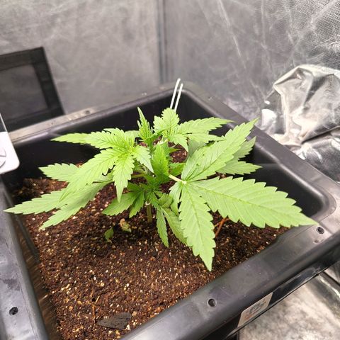 Bruce banner auto growlog timeline photo