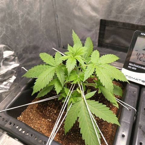 Aleatória auto ( dentista seeds) growlog timeline photo