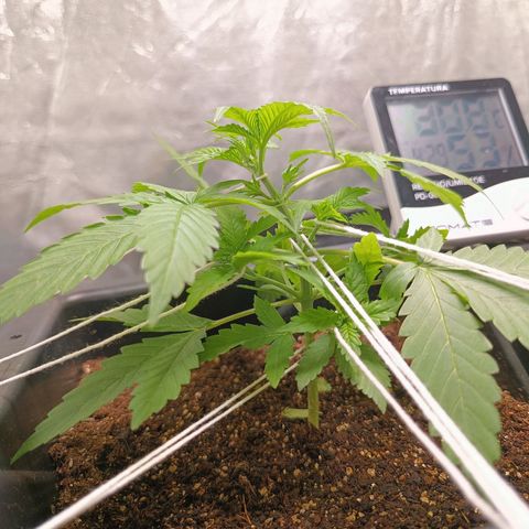 Aleatória auto ( dentista seeds) growlog timeline photo