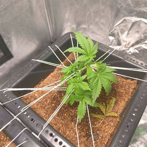 Bruce banner auto growlog timeline photo