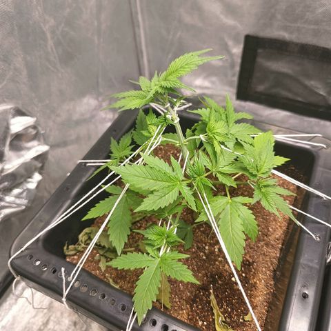 Aleatória auto ( dentista seeds) growlog timeline photo