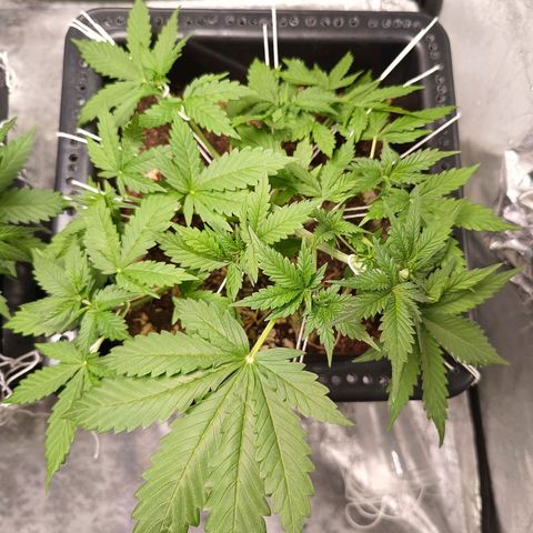 Bruce banner auto growlog timeline photo