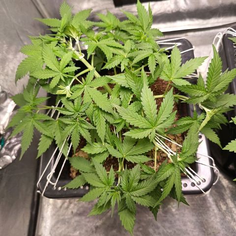 Aleatória auto ( dentista seeds) growlog timeline photo