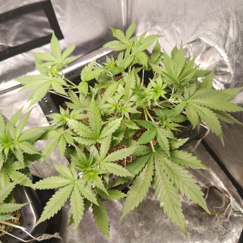 Bruce banner auto growlog timeline photo