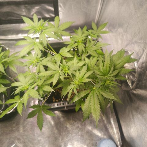 Bruce banner auto growlog timeline photo