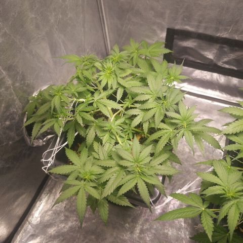 Aleatória auto ( dentista seeds) growlog timeline photo
