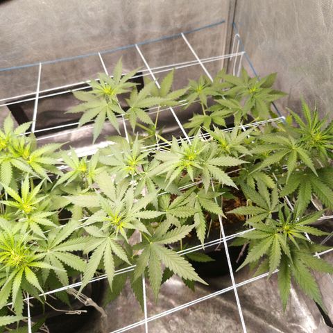 Bruce banner auto growlog timeline photo