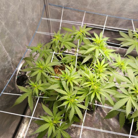Aleatória auto ( dentista seeds) growlog timeline photo