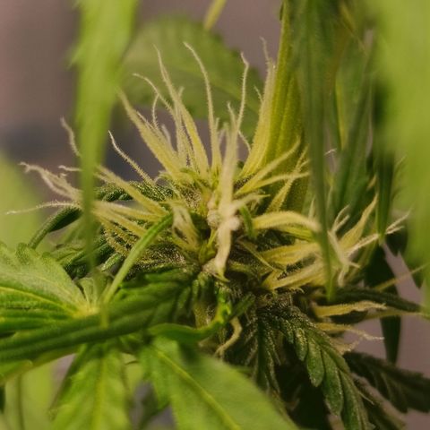 Bruce banner auto growlog photo: Primeiras aparições de resina por toda a planta, aqui temos umas das pipoquinhas da parte de baixo da planta