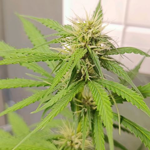 Bruce banner auto growlog timeline photo