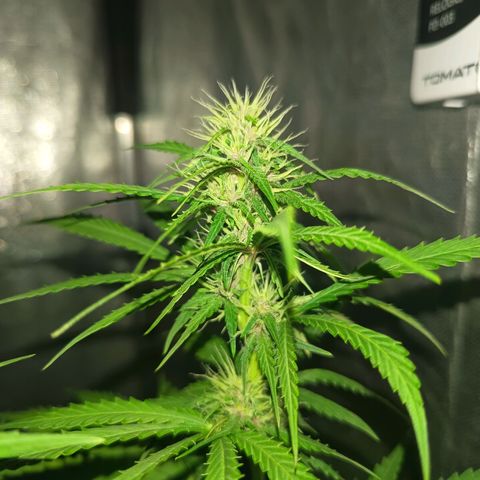 Bruce banner auto growlog timeline photo