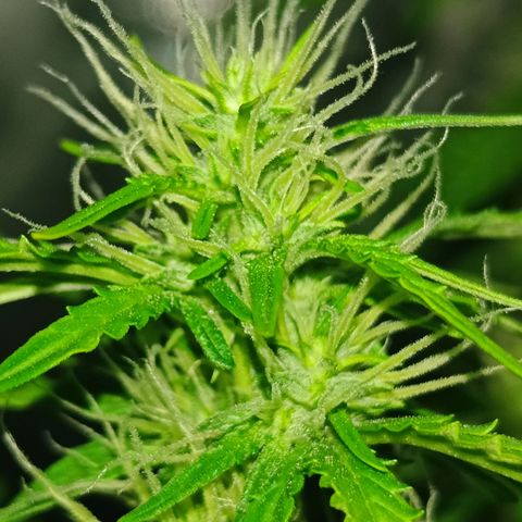 Aleatória auto ( dentista seeds) growlog timeline photo