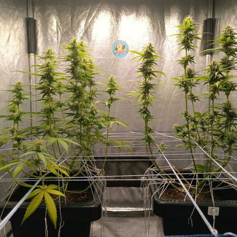 Aleatória auto ( dentista seeds) growlog timeline photo