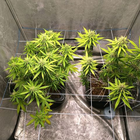 Aleatória auto ( dentista seeds) growlog timeline photo