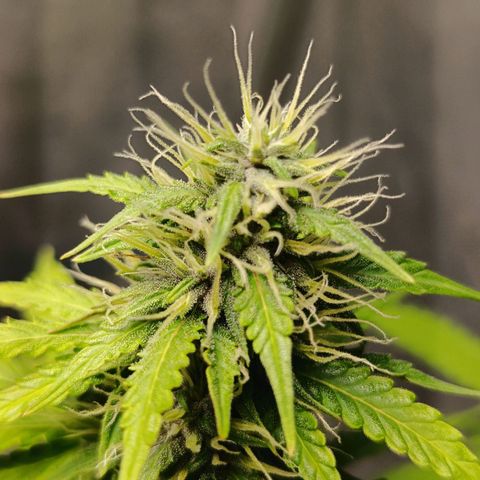 Bruce banner auto growlog timeline photo