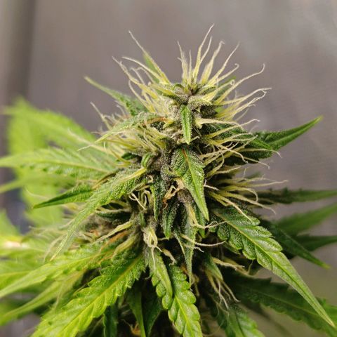 Bruce banner auto growlog timeline photo