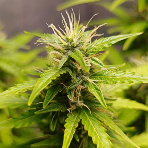 Aleatória auto ( dentista seeds) growlog timeline photo