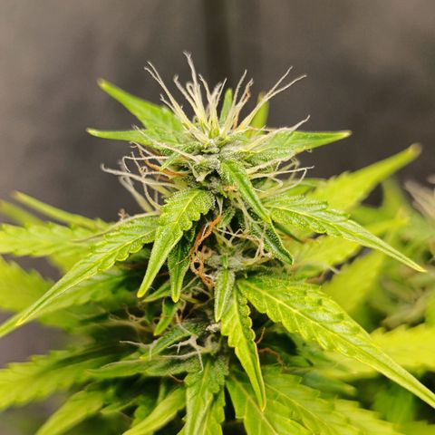 Aleatória auto ( dentista seeds) growlog timeline photo