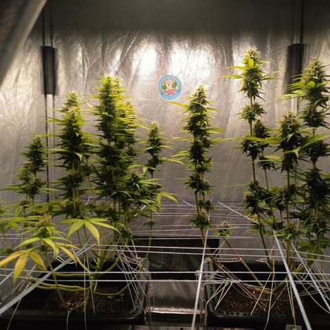 Aleatória auto ( dentista seeds) growlog timeline photo