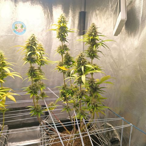 Bruce banner auto growlog timeline photo