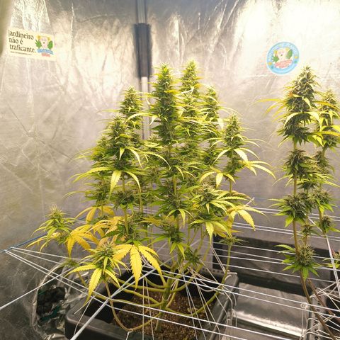 Aleatória auto ( dentista seeds) growlog timeline photo