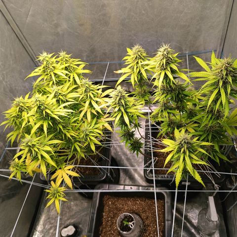 Aleatória auto ( dentista seeds) growlog timeline photo