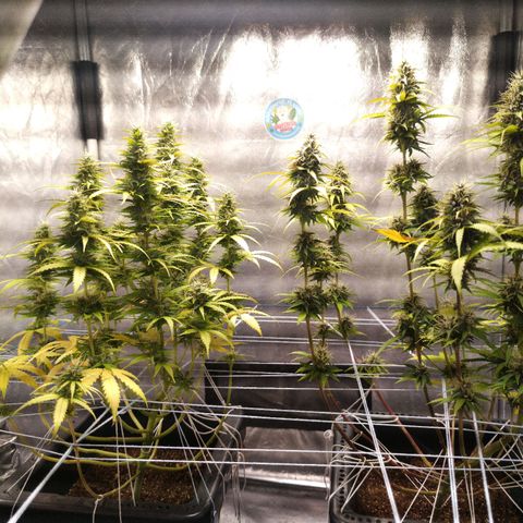 Aleatória auto ( dentista seeds) growlog timeline photo