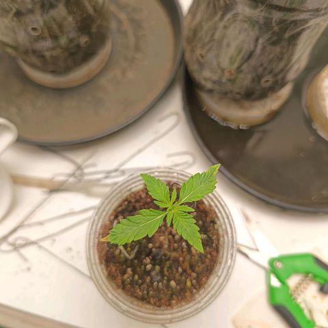 Minha genética f1  growlog timeline photo