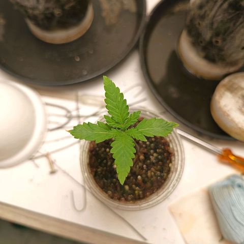 Minha genética f1  growlog timeline photo