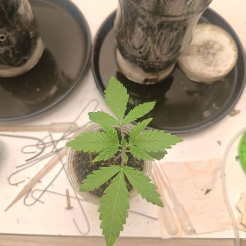Minha genética f1  growlog timeline photo