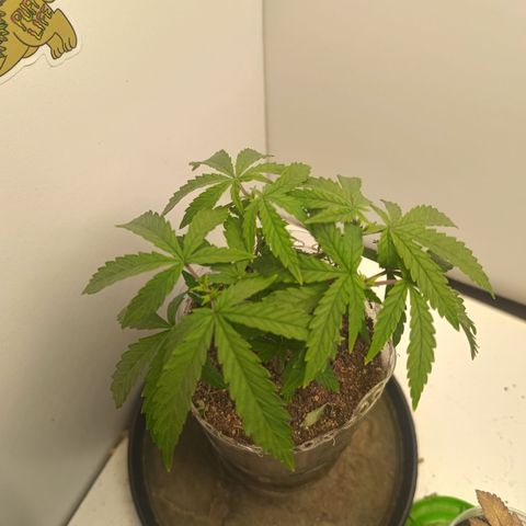 Minha genética f1  growlog timeline photo