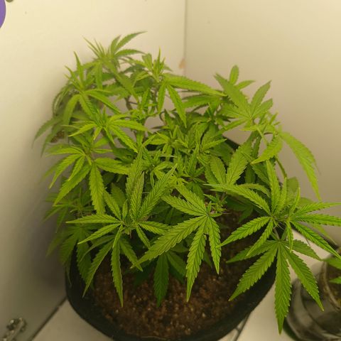 Minha genética f1  growlog timeline photo