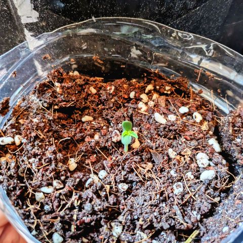 Purple Glam Kush growlog photo: Emerged and removed the humidity dome 