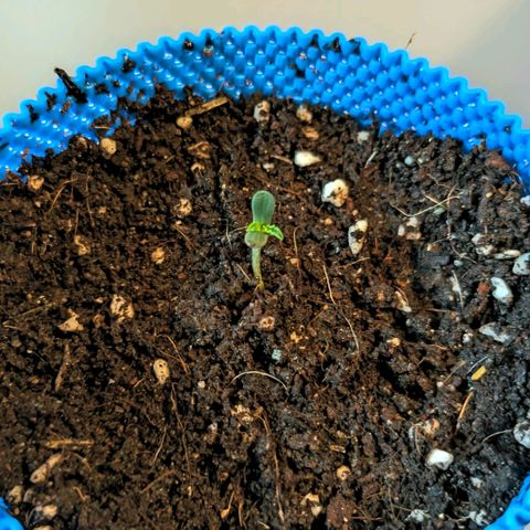 Purple Glam Kush growlog photo: Pot broke, had to emergency change. 