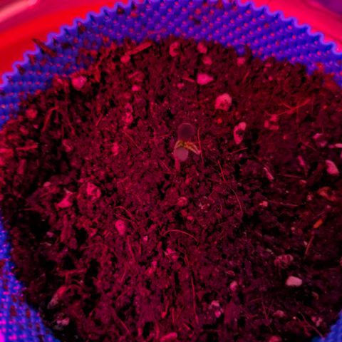 Purple Glam Kush growlog timeline photo