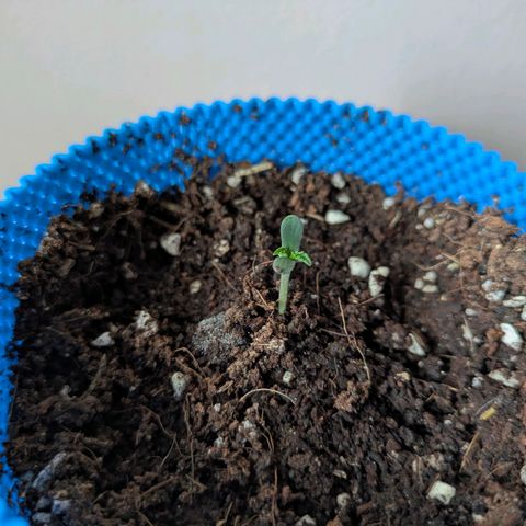 Purple Glam Kush growlog timeline photo
