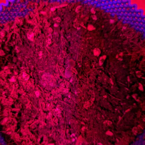 Purple Glam Kush growlog timeline photo