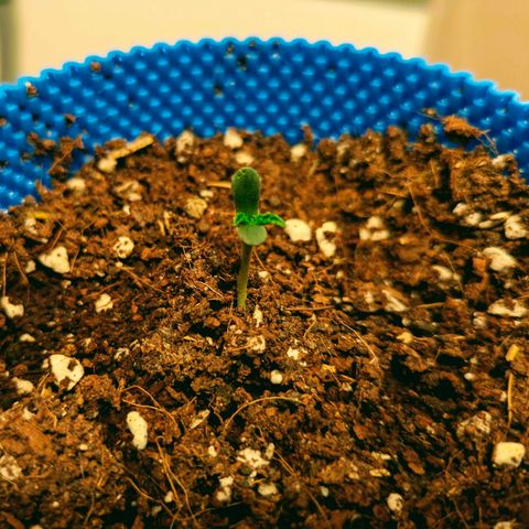 Purple Glam Kush growlog photo: Appears to be recovering well from transplant and has shown first signs of growth. 