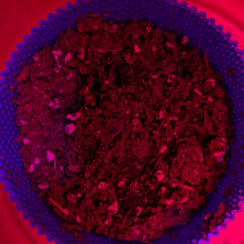 Purple Glam Kush growlog photo: Appears to be recovering well from transplant and has shown first signs of growth. 